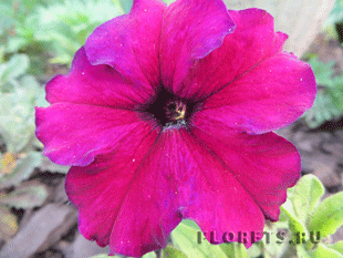 Петуния Петуния