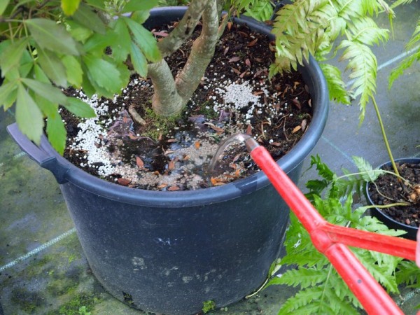 Подкормки и удобрения для садовых цветов и растений Подкормки и удобрения для садовых цветов и растений