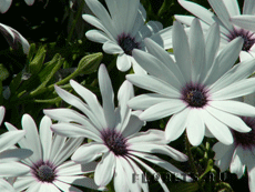 Остеоспермум Остеоспермум