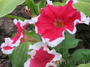 Петуния Петуния