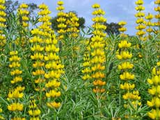 Люпин Люпин