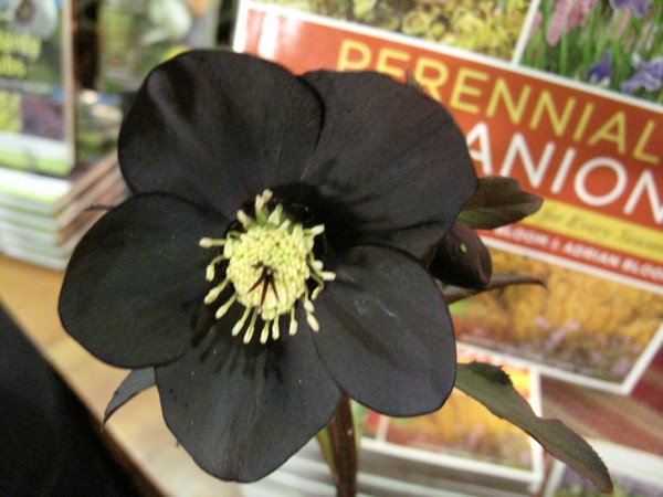 Морозник - рождественская роза