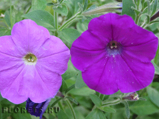 Петуния Петуния