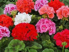 Пеларгония садовая Пеларгония садовая