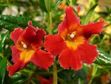 Мимулюс, или губастик Мимулюс, или губастик