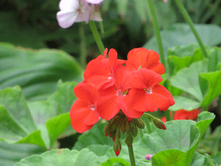 Пеларгония садовая Пеларгония садовая