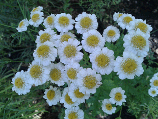 Ромашки Ромашки