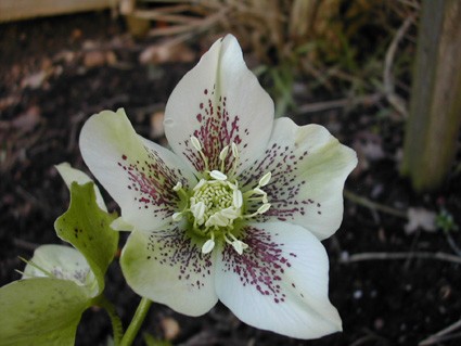 Морозник - рождественская роза