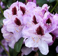 Рододендрон Рододендрон