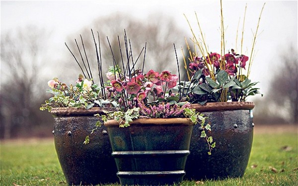 Морозник - рождественская роза