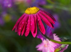 Ромашки Ромашки