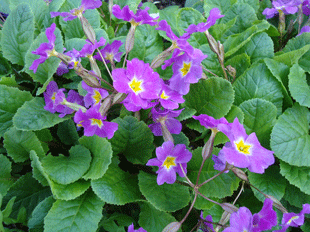 Примула, или первоцвет весенний Примула, или первоцвет весенний