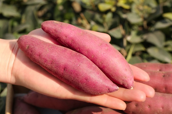 ГМО — это натурально, или Как растения сами преуспели в генетике