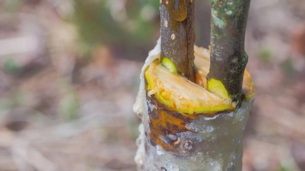 ГМО — это натурально, или Как растения сами преуспели в генетике