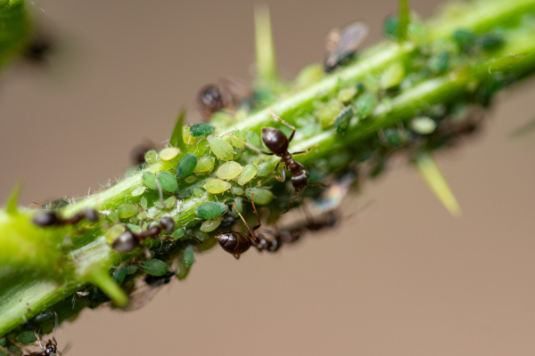 Как найти и уничтожить муравейник