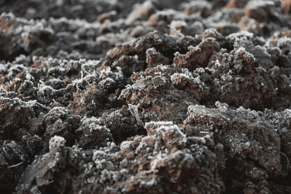 Как обеззаразить грунт перед посадкой комнатных растений? Важные правила