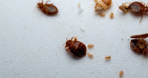 Как обнаружить постельных клопов Как обнаружить постельных клопов