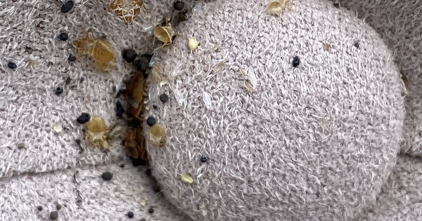 Как обнаружить постельных клопов Как обнаружить постельных клопов