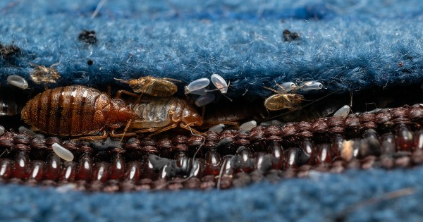 Как обнаружить постельных клопов Как обнаружить постельных клопов