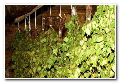 Как сушить веники для бани