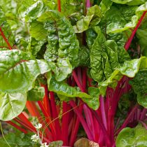 Комнатный садик: какие растения мы забираем домой на зиму Комнатный садик: какие растения мы забираем домой на зиму