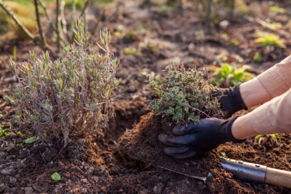 Комнатный садик: какие растения мы забираем домой на зиму Комнатный садик: какие растения мы забираем домой на зиму