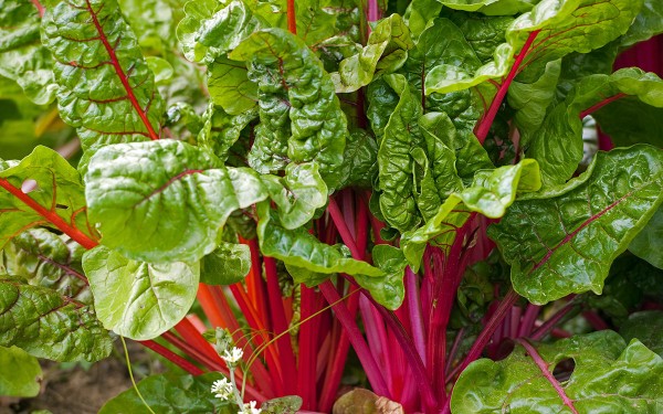 Комнатный садик: какие растения мы забираем домой на зиму Комнатный садик: какие растения мы забираем домой на зиму