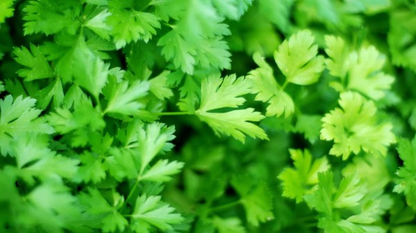 Комнатный садик: какие растения мы забираем домой на зиму Комнатный садик: какие растения мы забираем домой на зиму