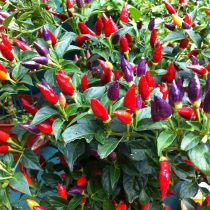 Комнатный садик: какие растения мы забираем домой на зиму Комнатный садик: какие растения мы забираем домой на зиму