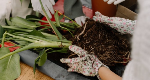 Комнатный садик: какие растения мы забираем домой на зиму Комнатный садик: какие растения мы забираем домой на зиму