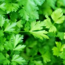 Комнатный садик: какие растения мы забираем домой на зиму Комнатный садик: какие растения мы забираем домой на зиму