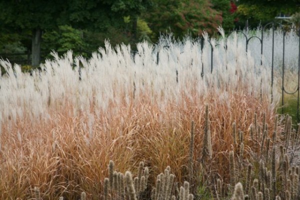 Мой цветник в октябре: 11 цветов расцветающих осенью Мой цветник в октябре: 11 цветов расцветающих осенью