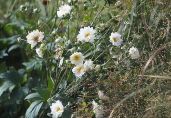 Мой цветник в октябре: 11 цветов расцветающих осенью Мой цветник в октябре: 11 цветов расцветающих осенью