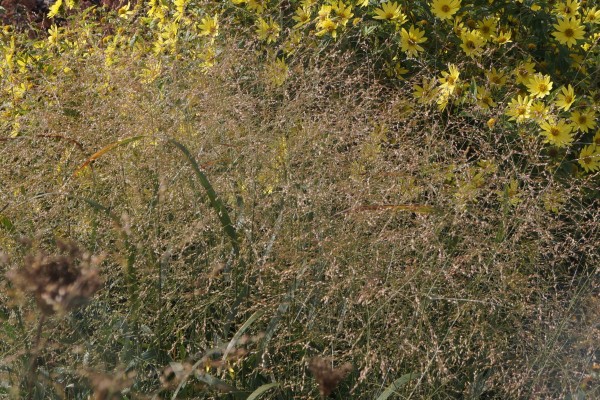 Мой цветник в октябре: 11 цветов расцветающих осенью