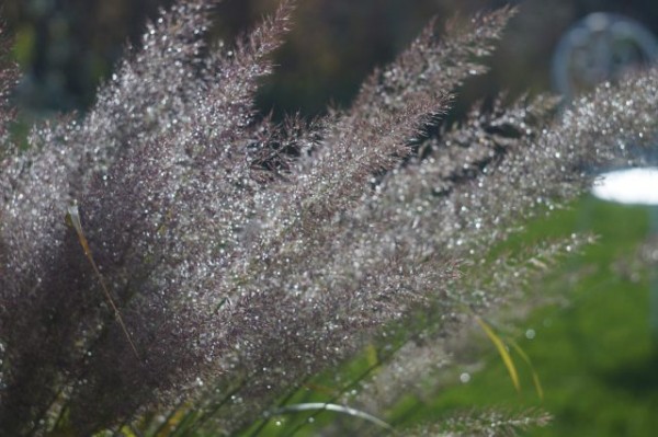 Мой цветник в октябре: 11 цветов расцветающих осенью Мой цветник в октябре: 11 цветов расцветающих осенью