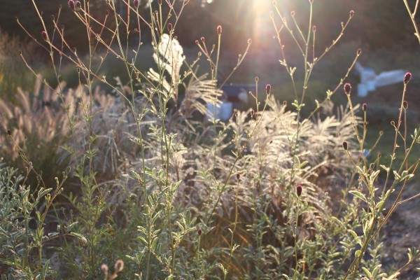 Мой цветник в октябре: 11 цветов расцветающих осенью