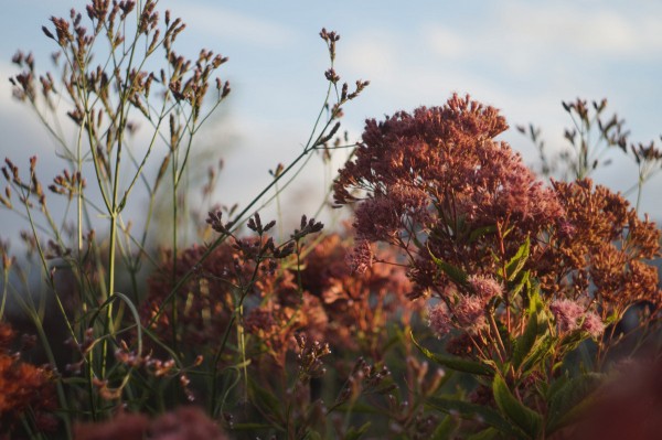 Мой цветник в октябре: 11 цветов расцветающих осенью