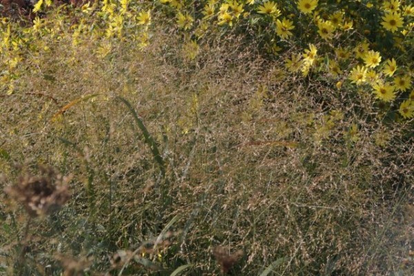 Мой цветник в октябре: 11 цветов расцветающих осенью Мой цветник в октябре: 11 цветов расцветающих осенью