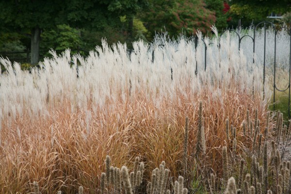 Мой цветник в октябре: 11 цветов расцветающих осенью