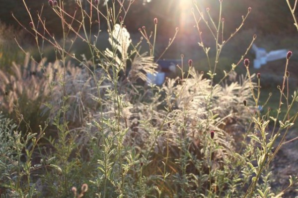 Мой цветник в октябре: 11 цветов расцветающих осенью Мой цветник в октябре: 11 цветов расцветающих осенью