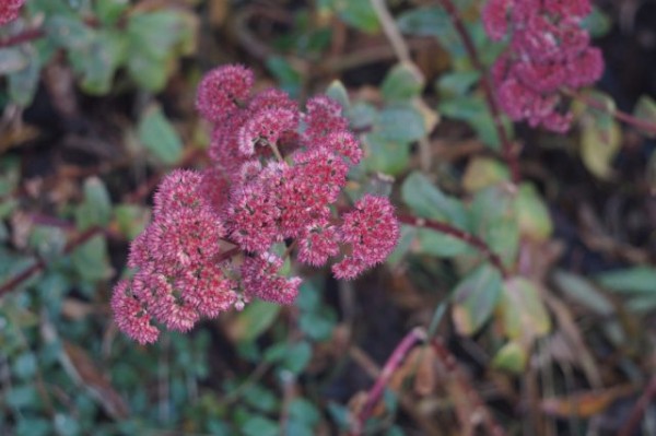 Мой цветник в октябре: 11 цветов расцветающих осенью Мой цветник в октябре: 11 цветов расцветающих осенью