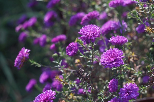 Мой цветник в октябре: 11 цветов расцветающих осенью