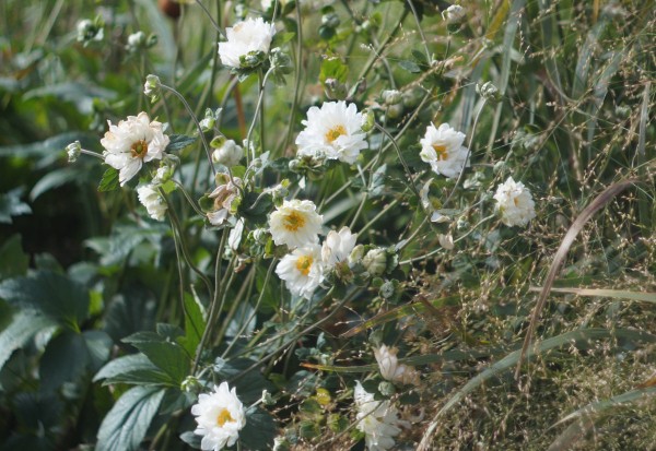 Мой цветник в октябре: 11 цветов расцветающих осенью