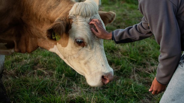 Опасны ли коровы — как вести себя рядом с животным? Опасны ли коровы — как вести себя рядом с животным?
