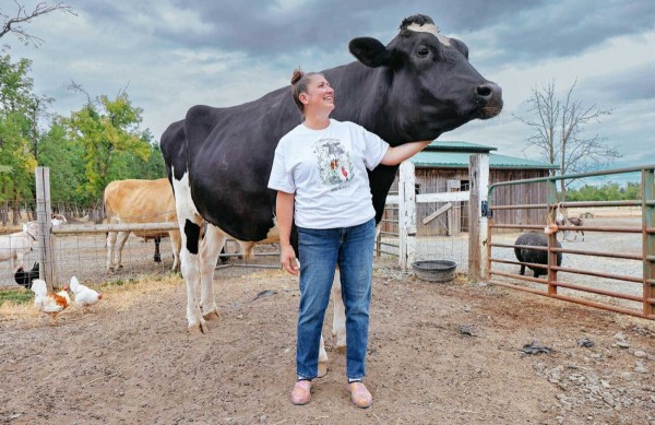 Опасны ли коровы — как вести себя рядом с животным? Опасны ли коровы — как вести себя рядом с животным?