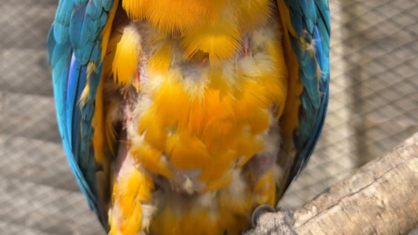 Почему попугаи выщипывают себе перья?