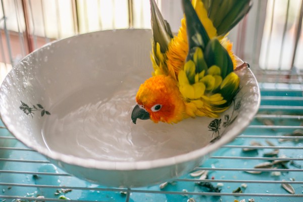 Почему попугаи выщипывают себе перья?