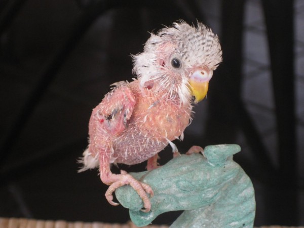 Почему попугаи выщипывают себе перья?