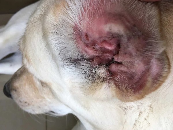 Почему собака трясёт ушами и головой — все причины зуда Почему собака трясёт ушами и головой — все причины зуда