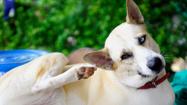 Почему собака трясёт ушами и головой — все причины зуда Почему собака трясёт ушами и головой — все причины зуда